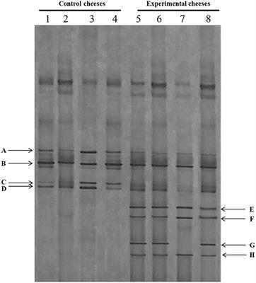 Effect of Molasses and Dried Orange Pulp as Sheep Dietary Supplementation on Physico-Chemical, Microbiological and Fatty Acid Profile of Comisana Ewe's Milk and Cheese